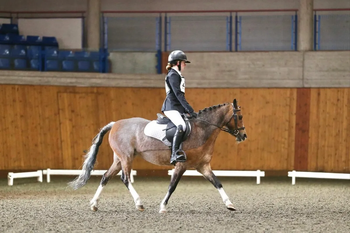 Pony 13' Welsh B - Full Breeding Recorded - Image 3
