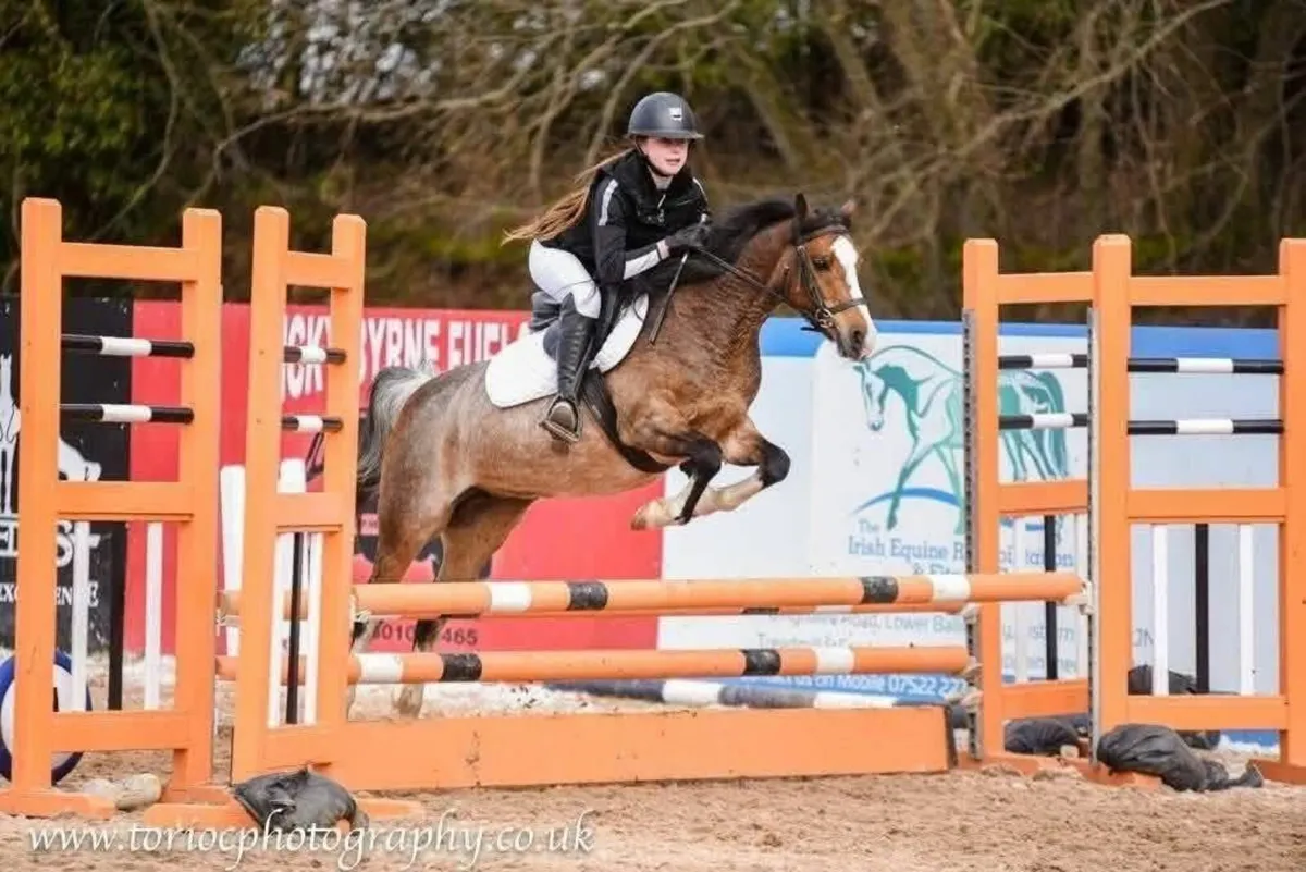 Pony 13' Welsh B - Full Breeding Recorded - Image 4