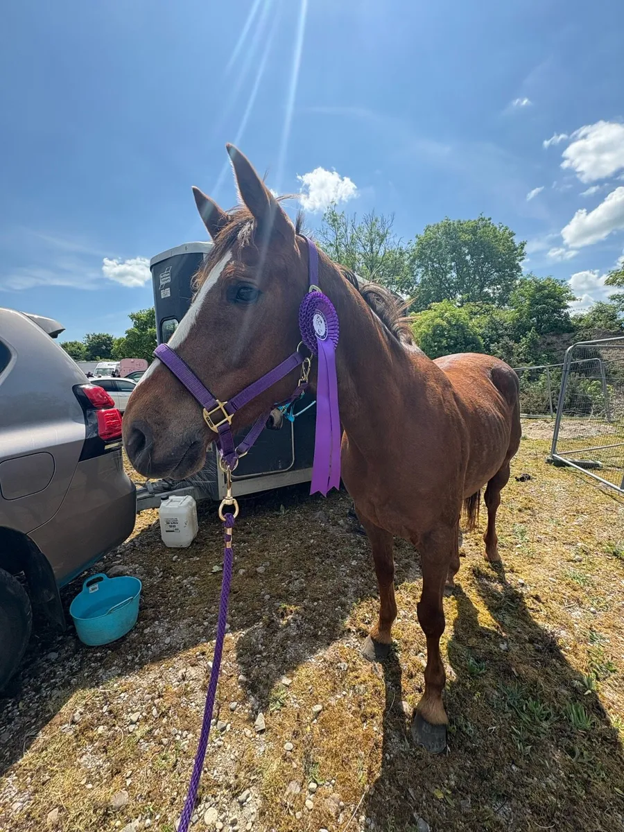 Flamenco Mare - Image 2