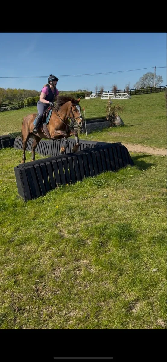 Flamenco Mare - Image 4