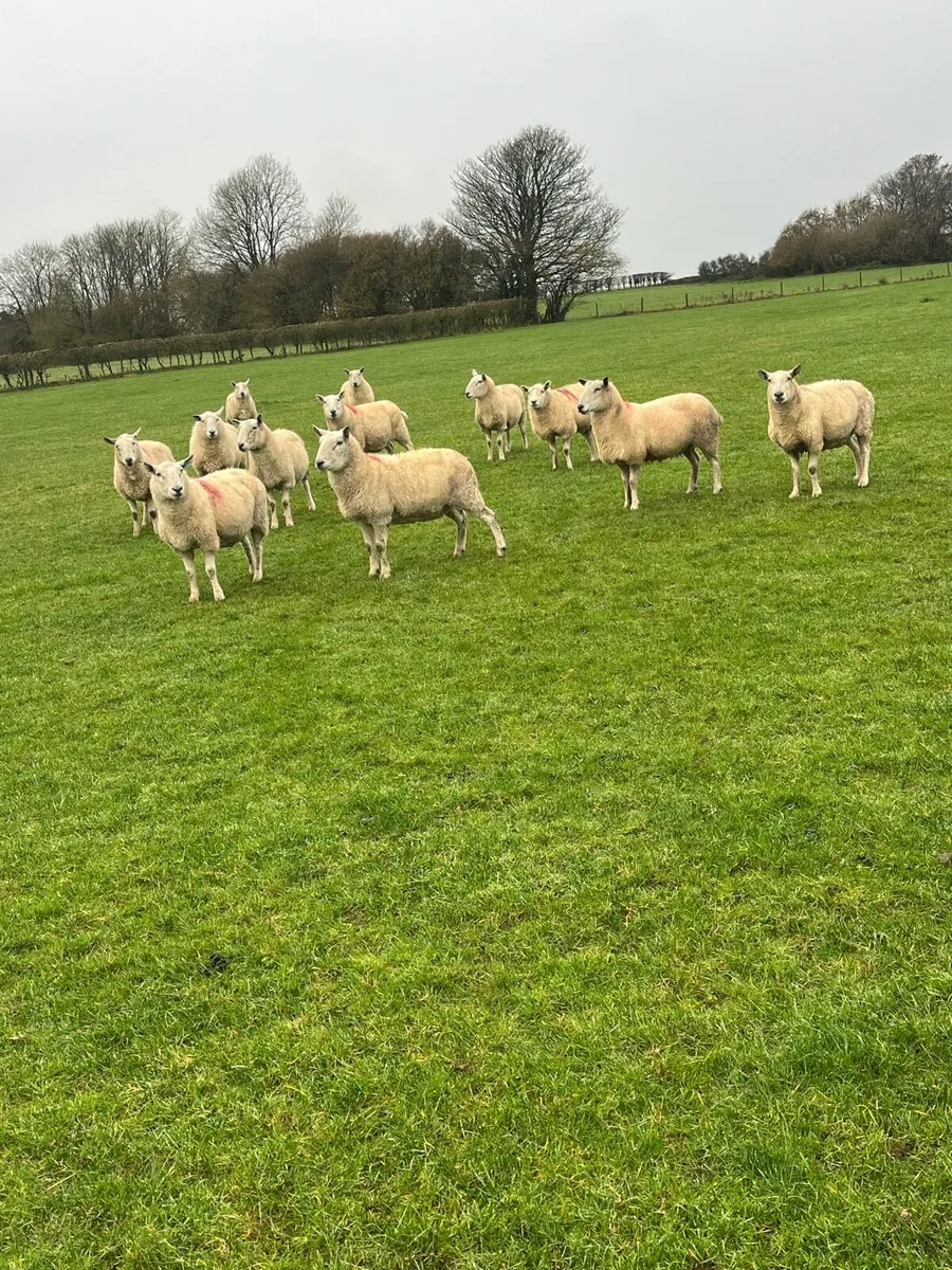 💥15 Cheviot breeding ewes 💥 - Image 2