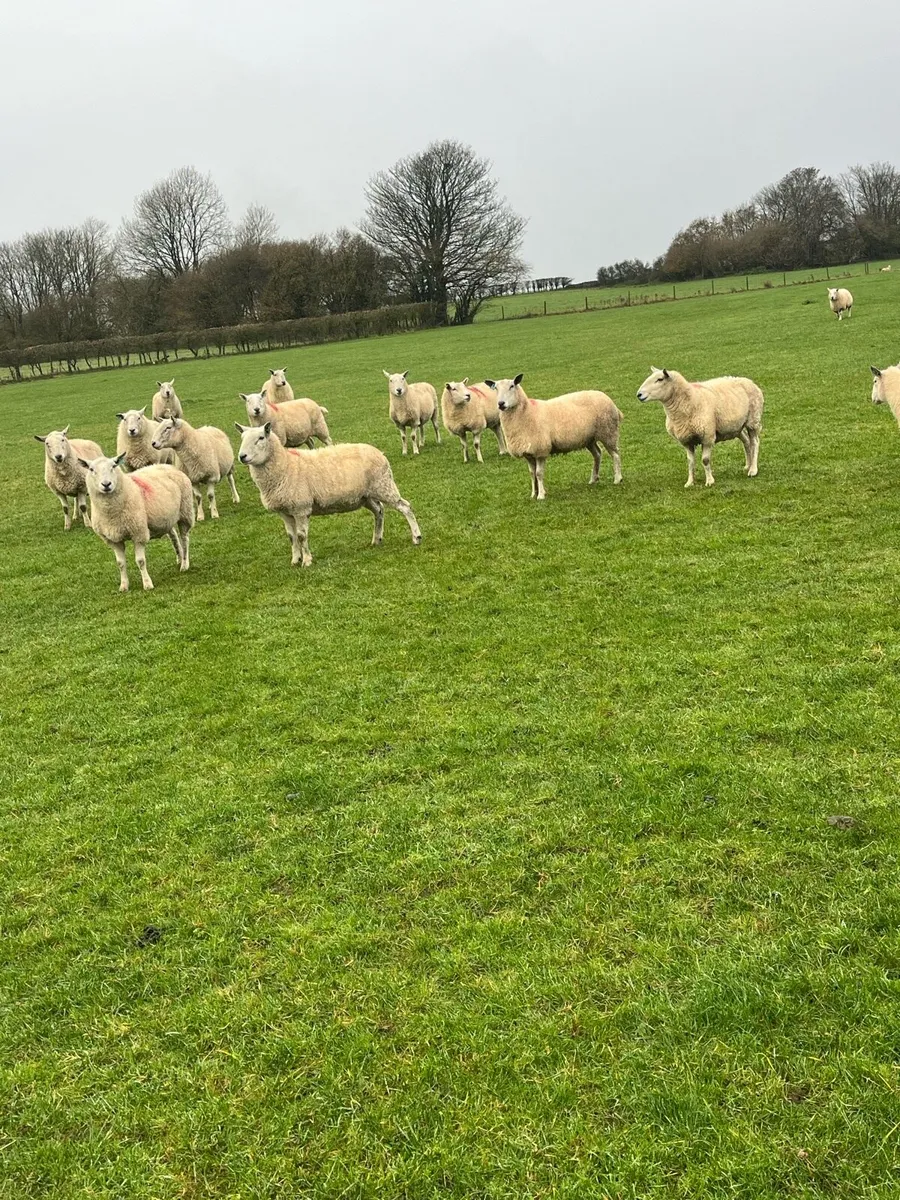 💥15 Cheviot breeding ewes 💥 - Image 3