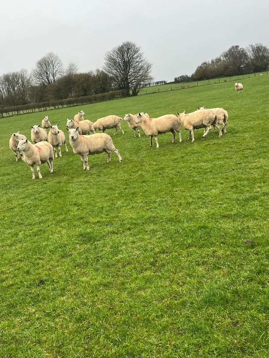 💥15 Cheviot breeding ewes 💥 - Image 4