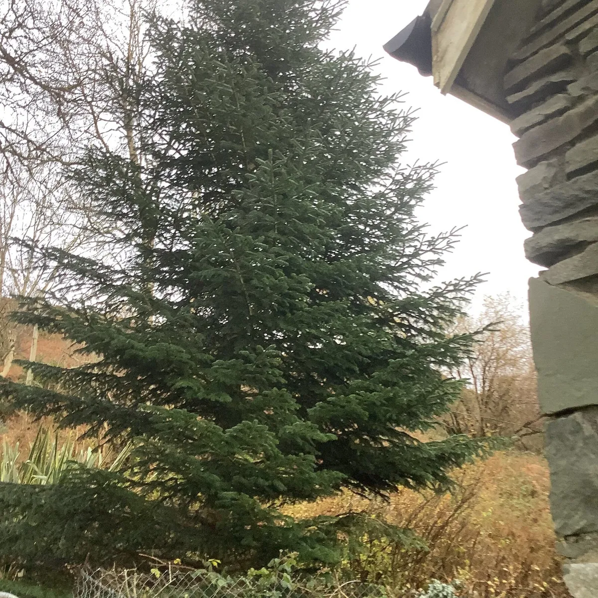 Christmas Tree 3 stories high