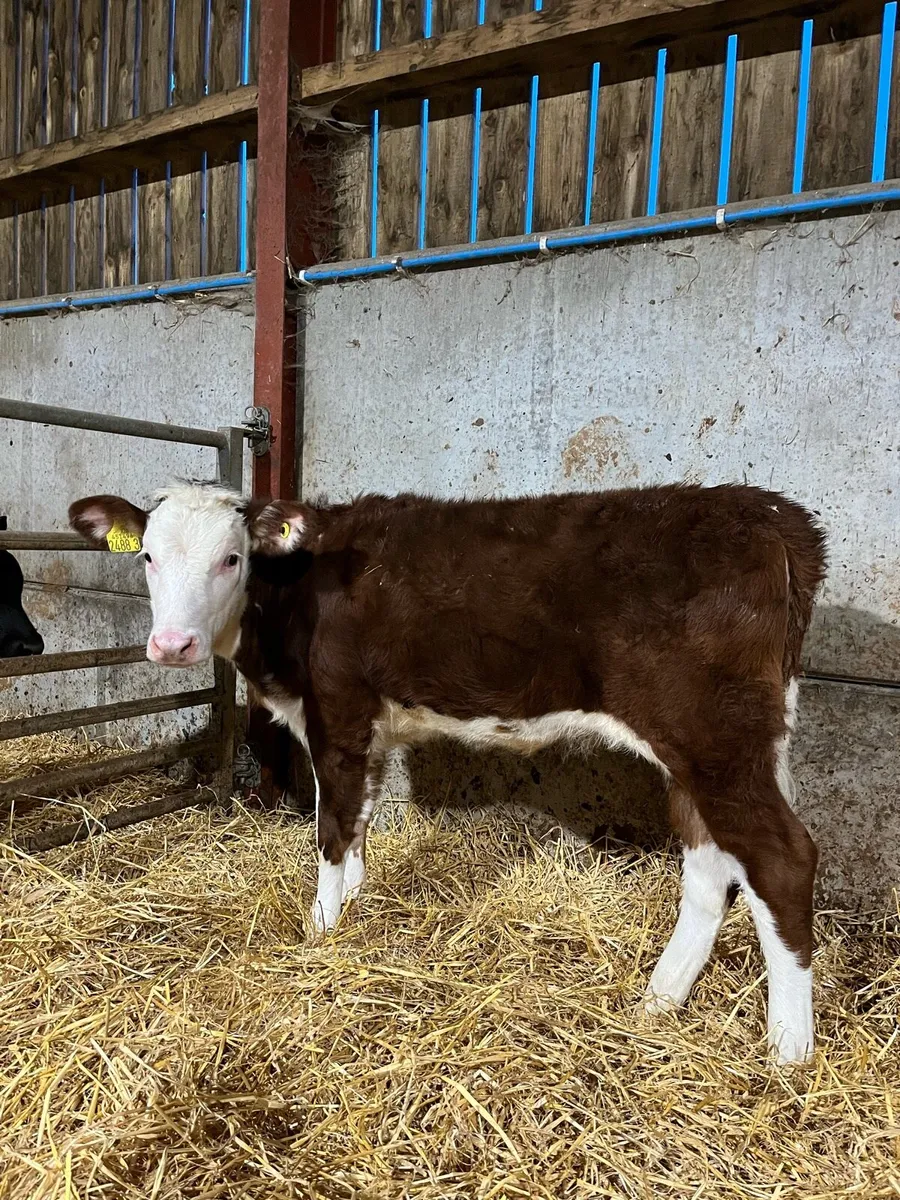 2 Nice Heifers - Image 1