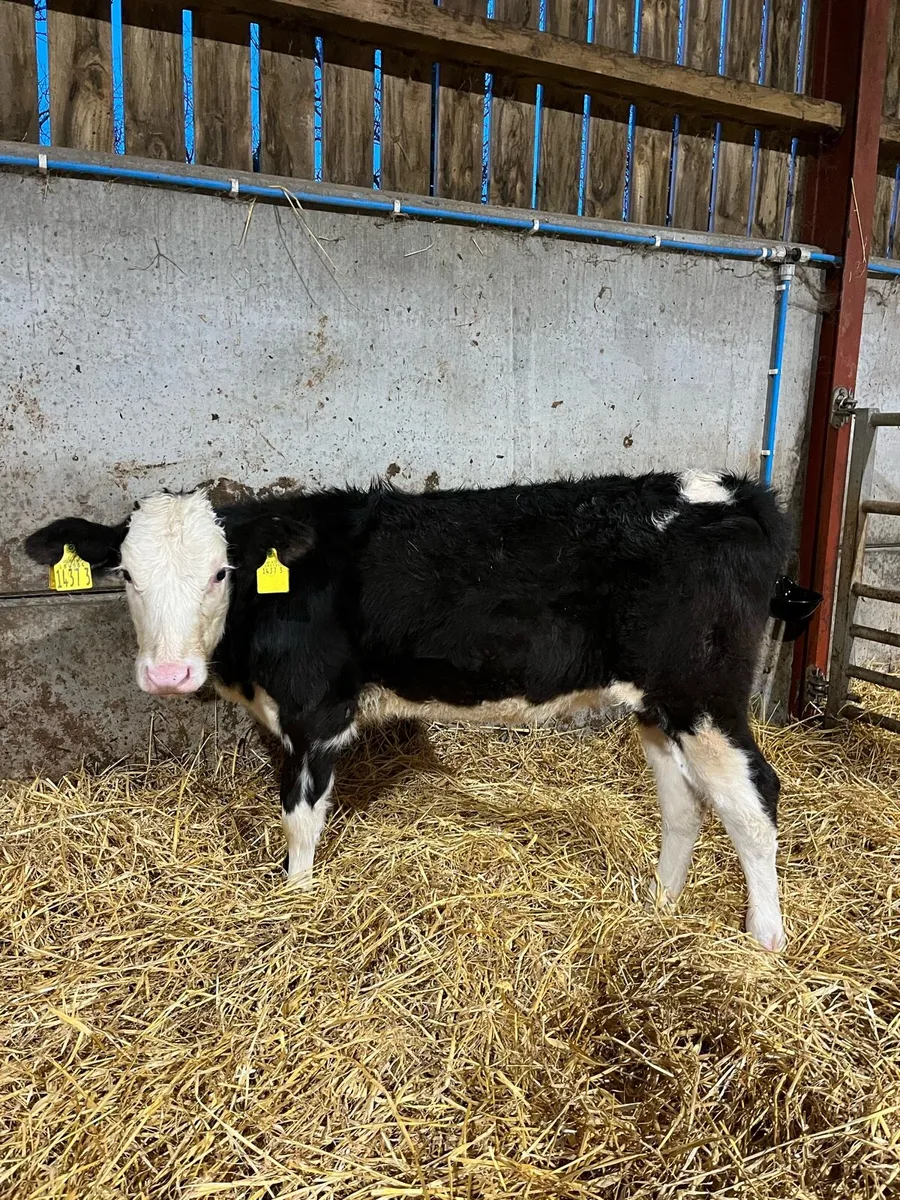 2 Nice Heifers - Image 2