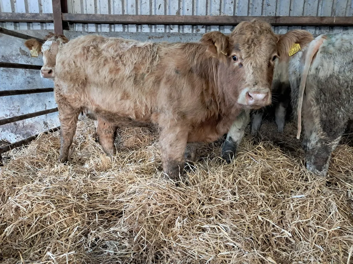 Four smashing U grade heifer calfs - Image 2