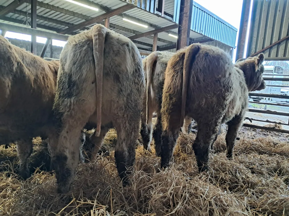 Four smashing U grade heifer calfs - Image 3