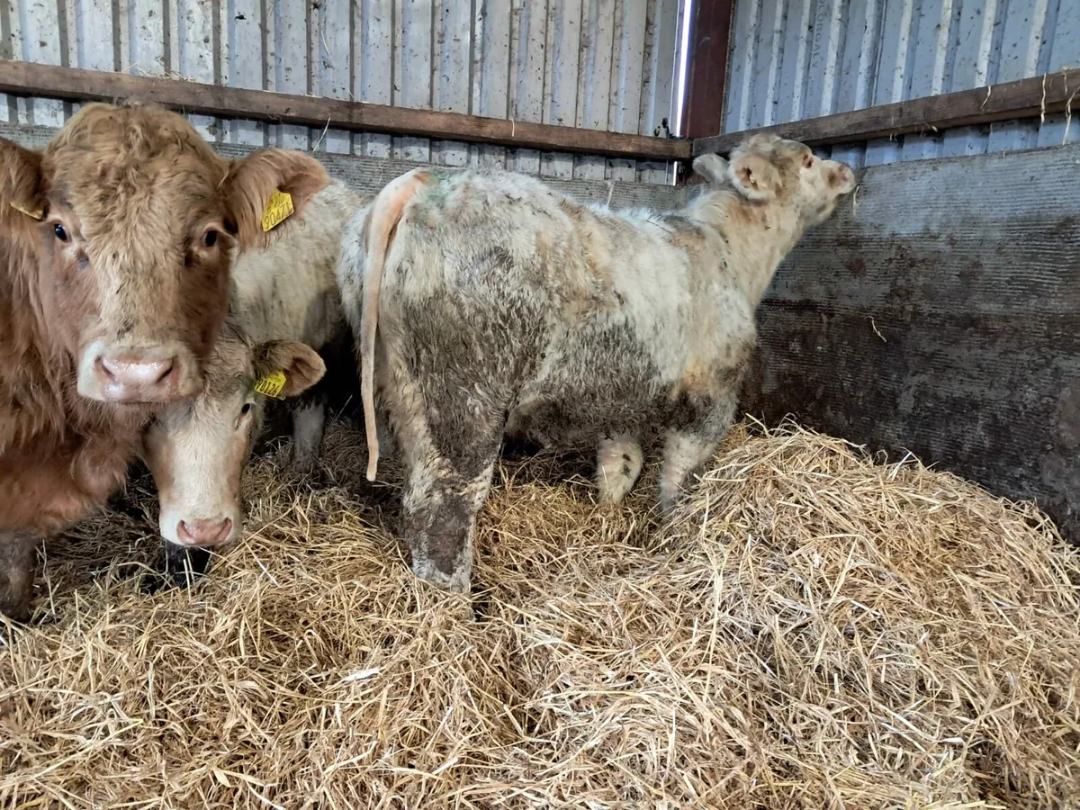 Four smashing U grade heifer calfs - Image 4
