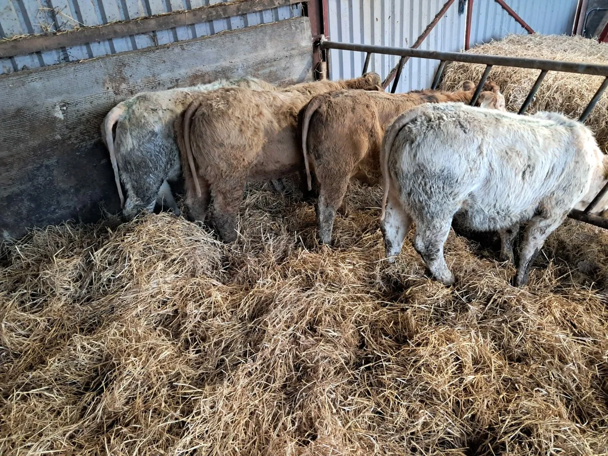 Four smashing U grade heifer calfs - Image 1