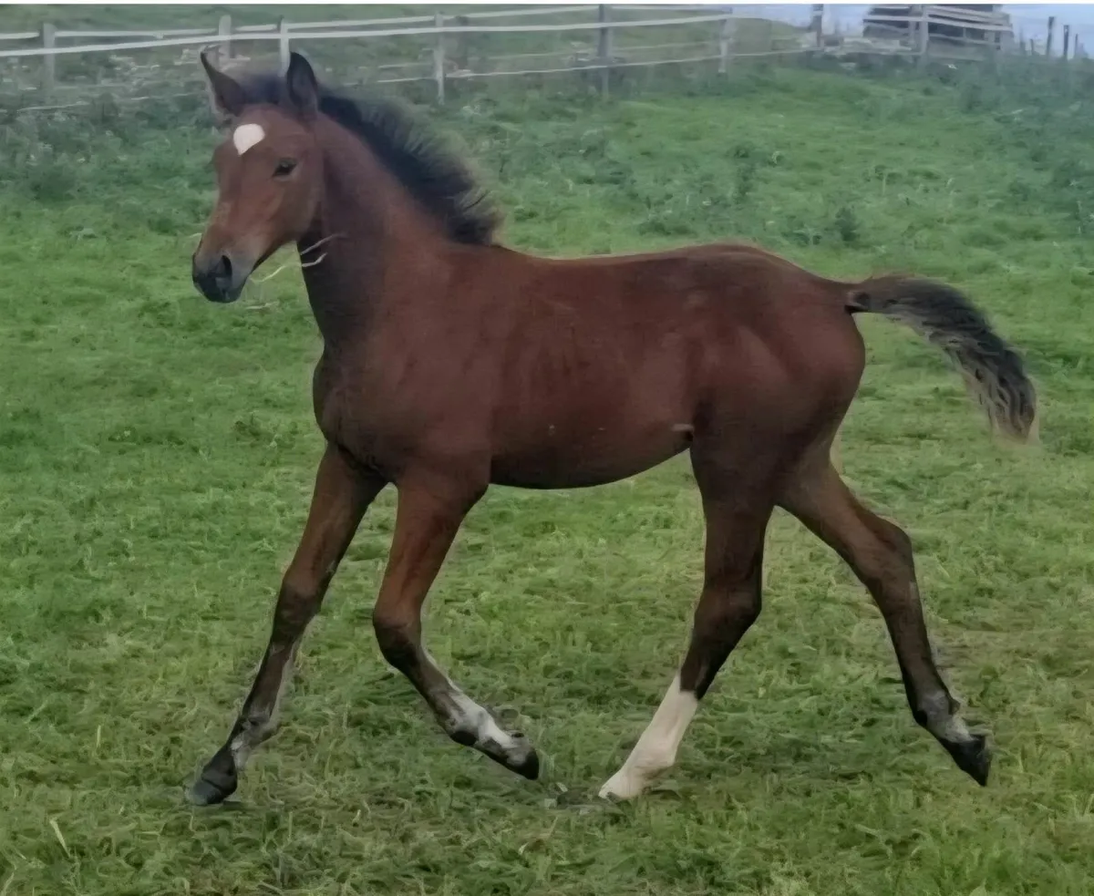 Filly foal showjumping bred - Image 1