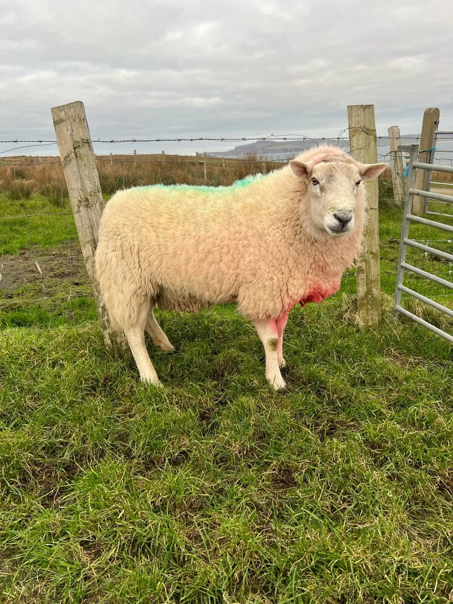 Wicklow Cheviot ram - Image 1