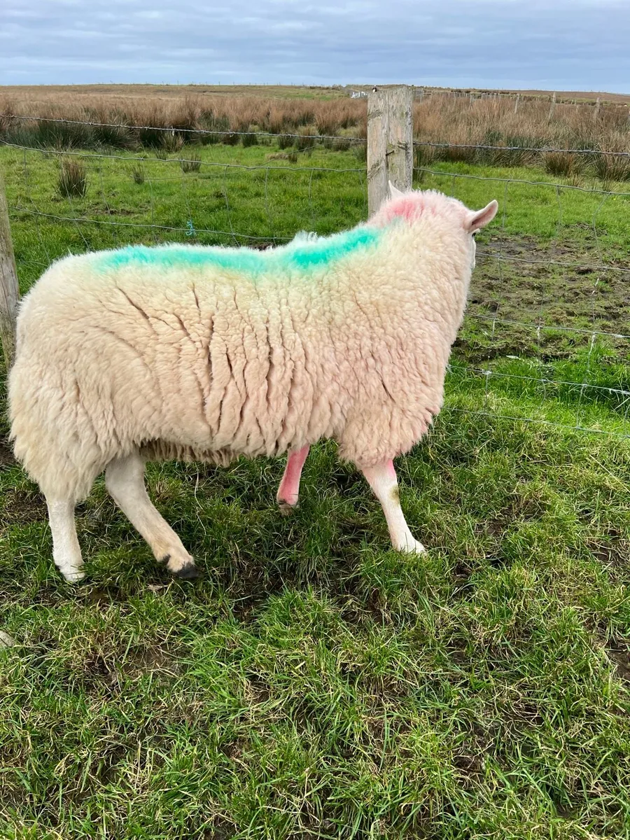 Wicklow Cheviot ram - Image 2