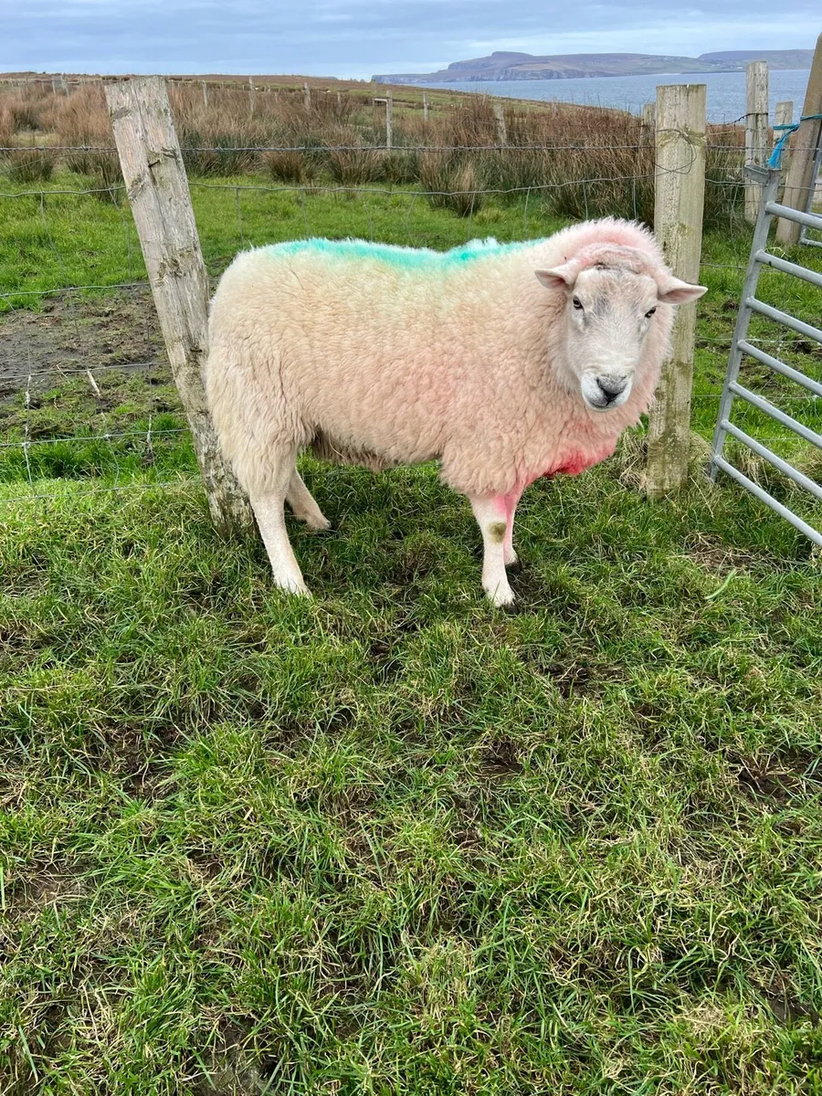 Wicklow Cheviot ram - Image 3
