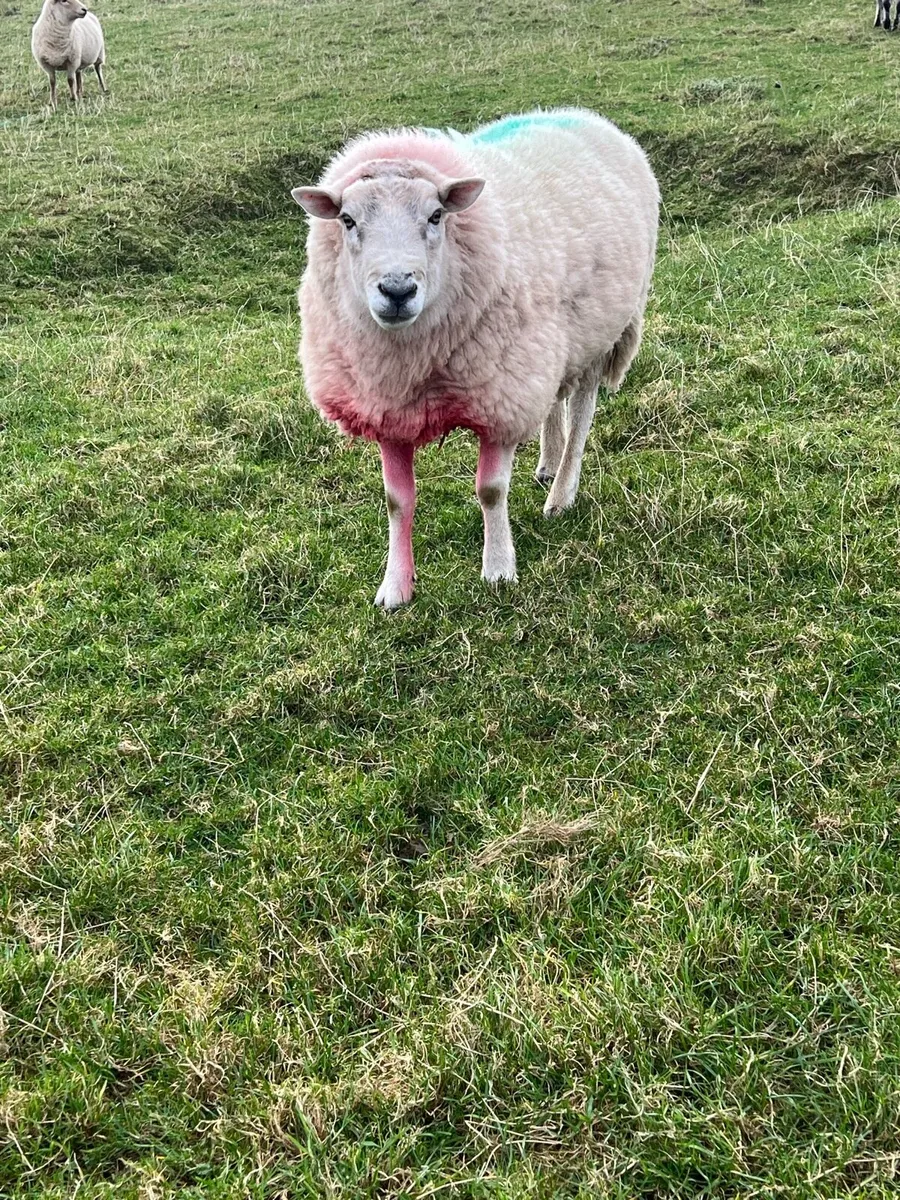 Wicklow Cheviot ram - Image 4