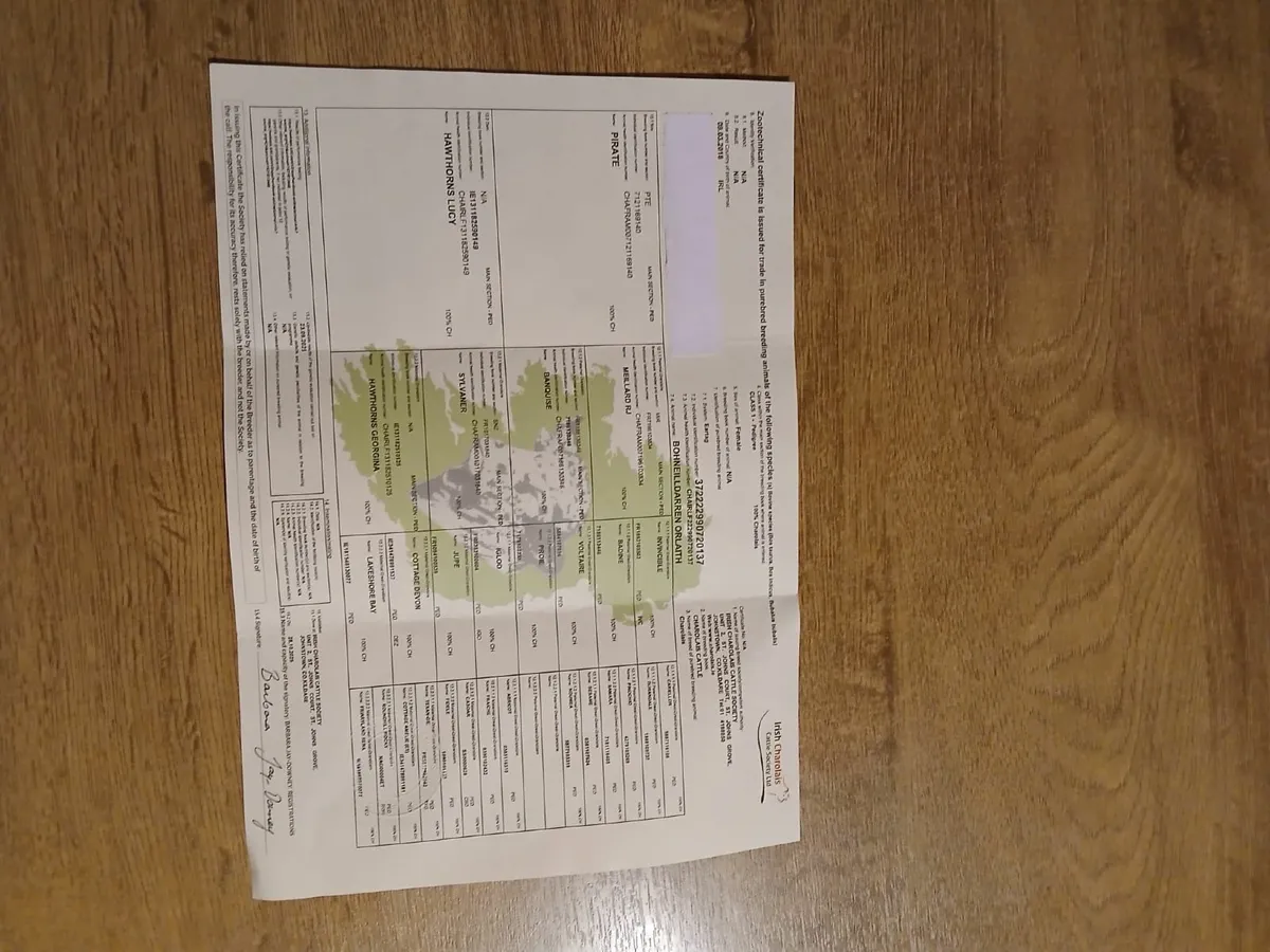 7 year old Purebred in-calf Charolais Cow - Image 1