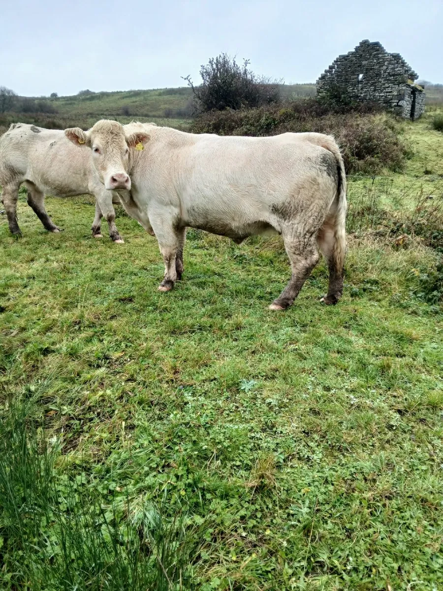 7 year old Purebred in-calf Charolais Cow - Image 2