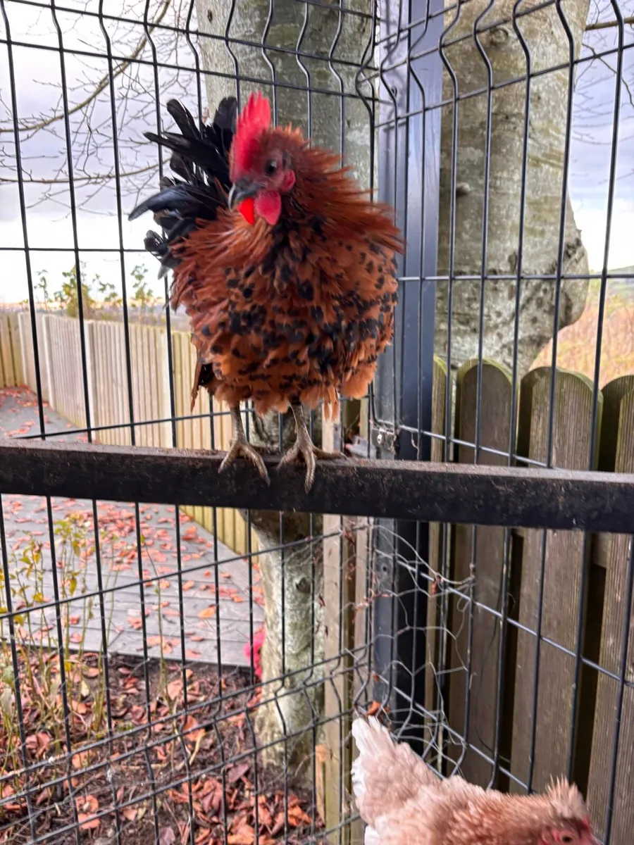 Mottled Pekins and frizzle rooster - Image 2