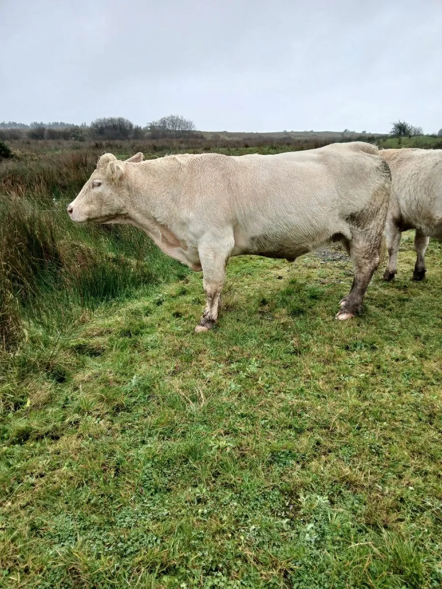 7 year old Purebred in-calf Charolais Cow - Image 3