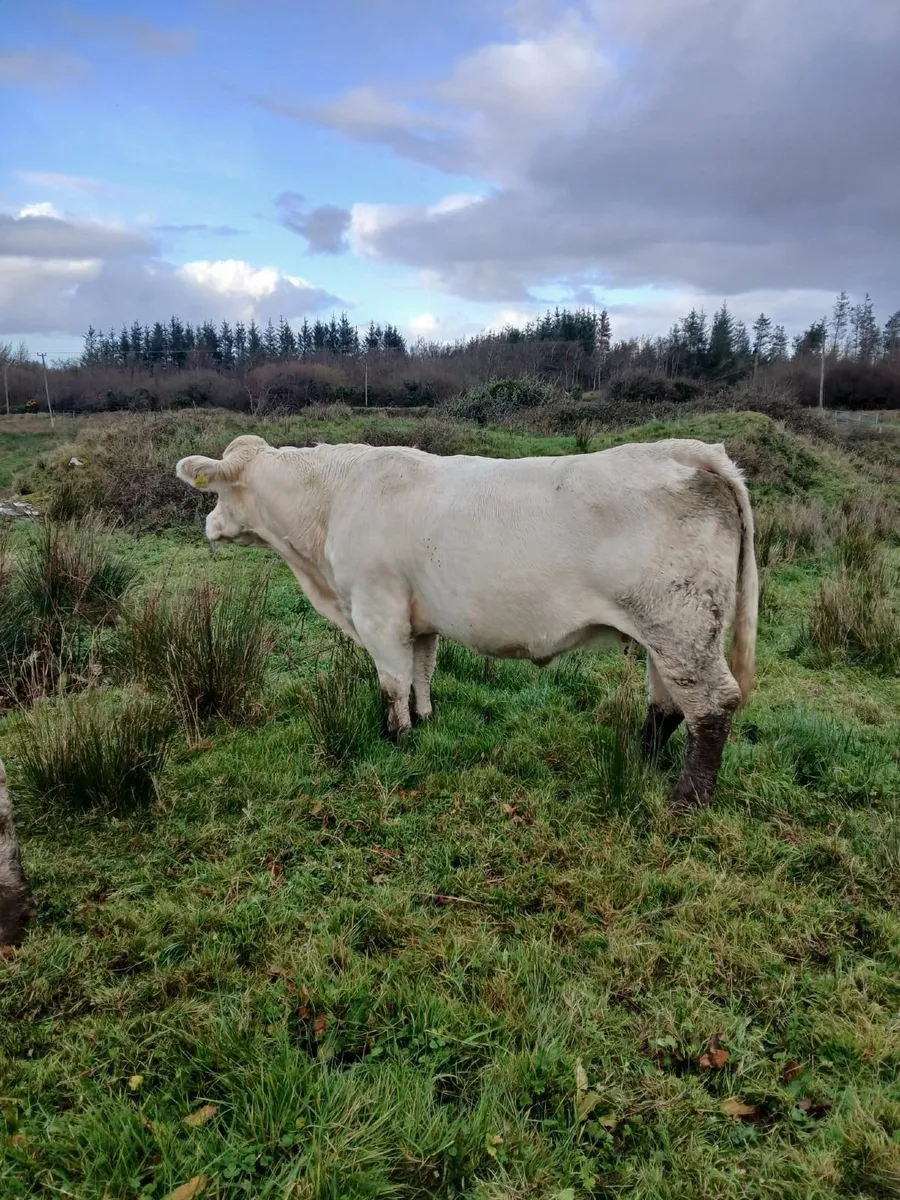 7 year old Purebred in-calf Charolais Cow - Image 4