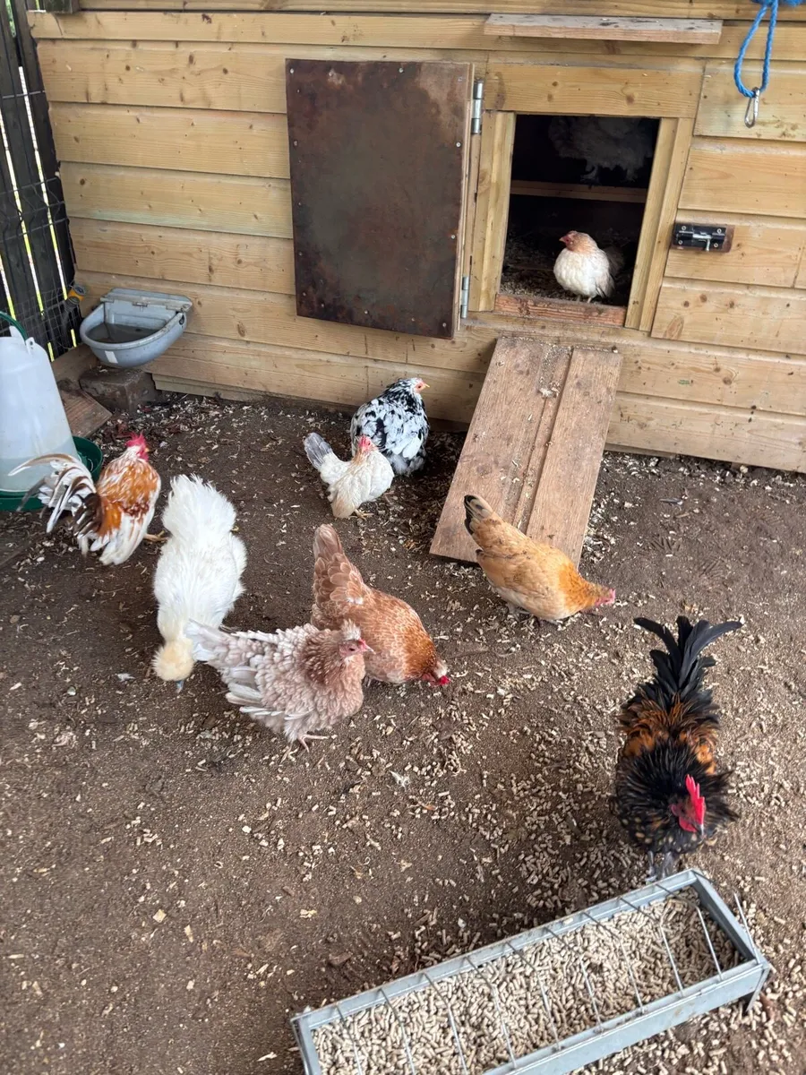 Mottled Pekins and frizzle rooster - Image 3