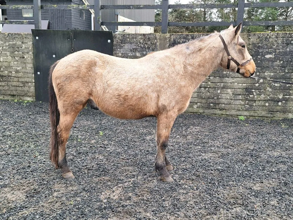 3yr old Dun Connemara - Image 2