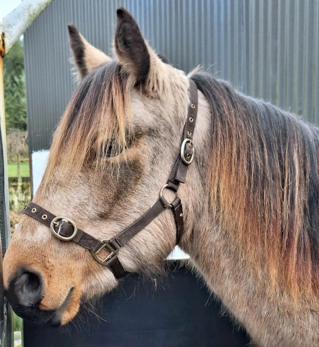 3yr old Dun Connemara - Image 3