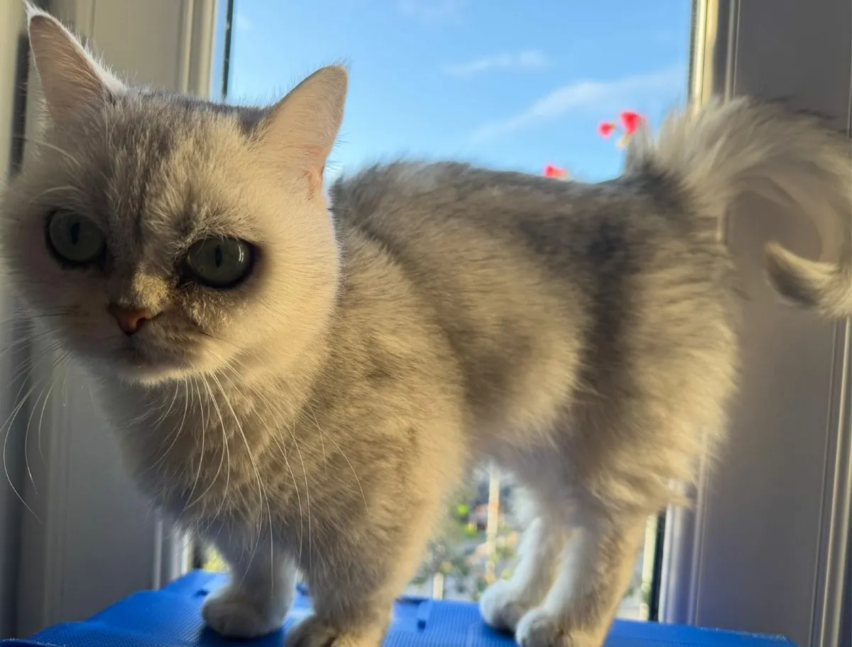 British Shorthair Kitten - Image 1