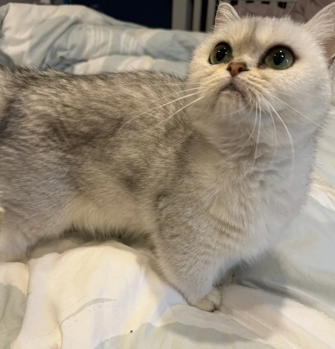 British Shorthair Kitten - Image 2