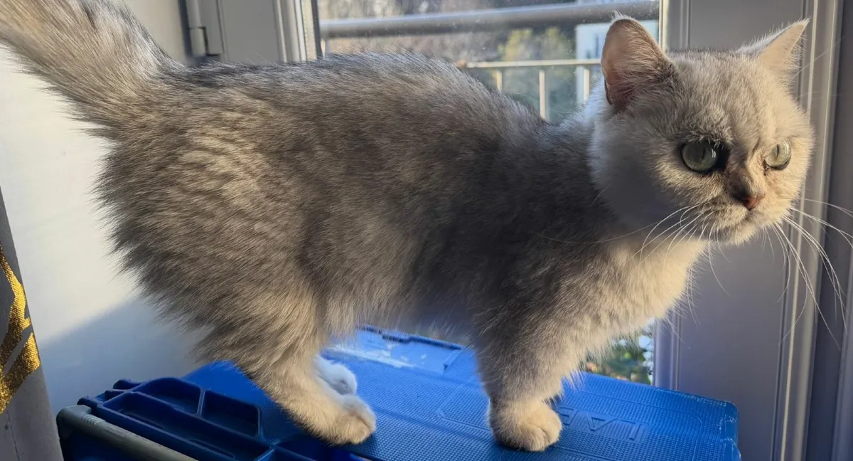 British Shorthair Kitten - Image 3