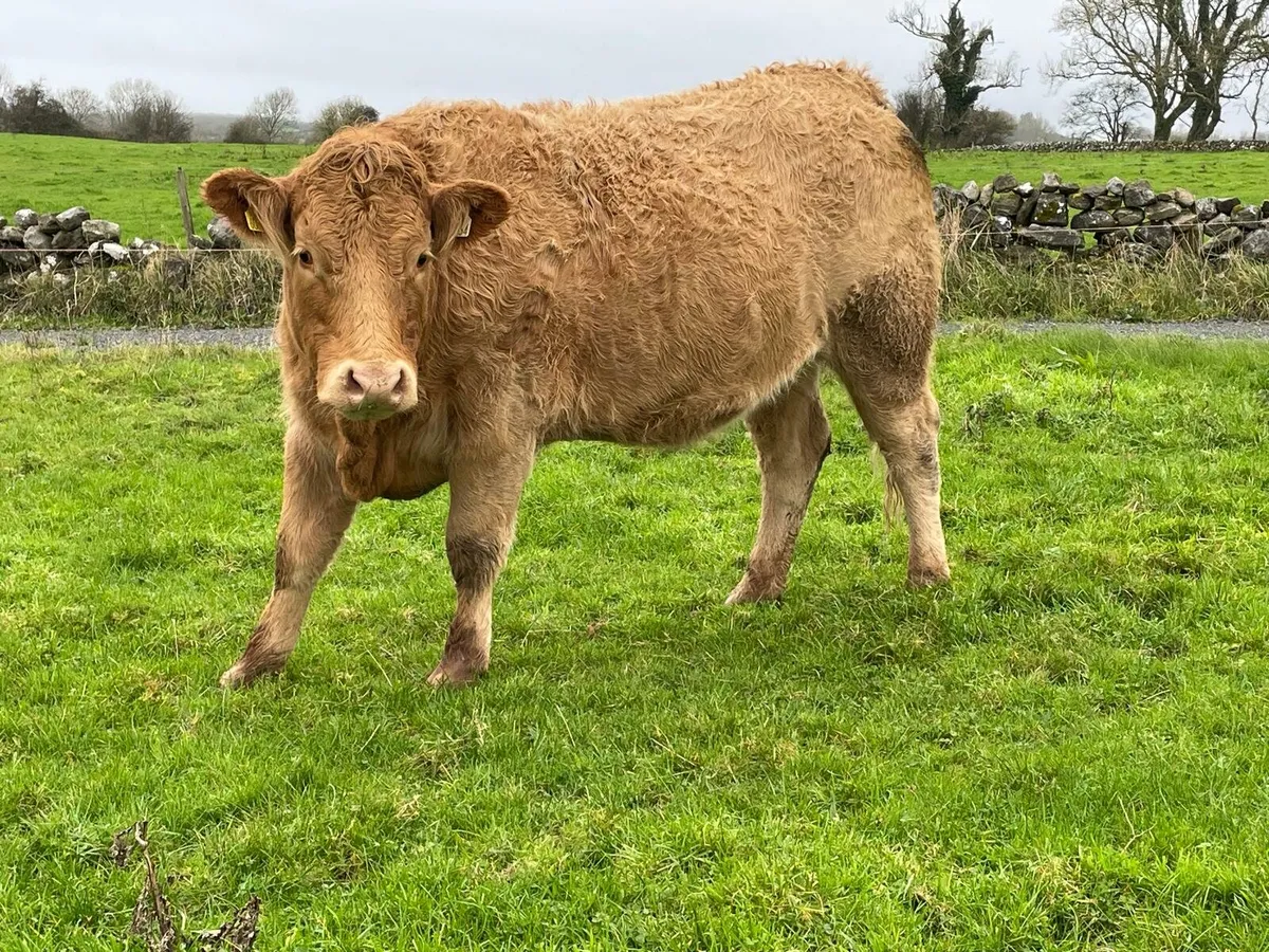 Springers Headford Mart - Image 1