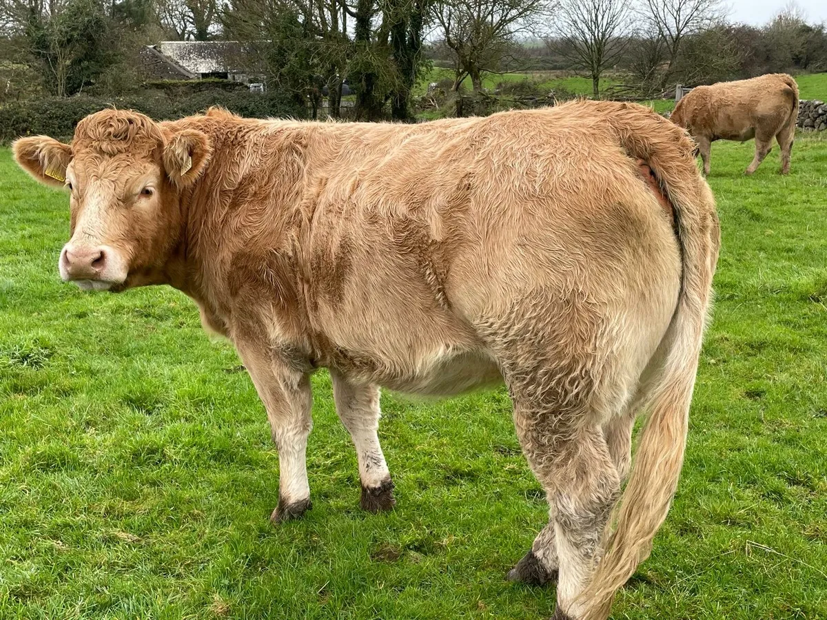 Springers Headford Mart - Image 2