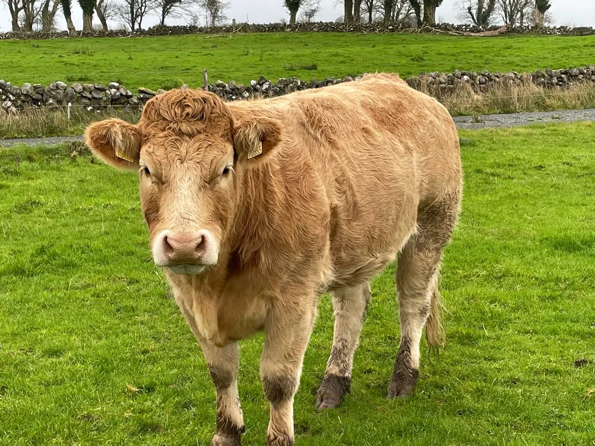 Springers Headford Mart - Image 3