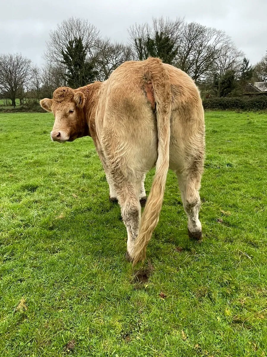 Springers Headford Mart - Image 4