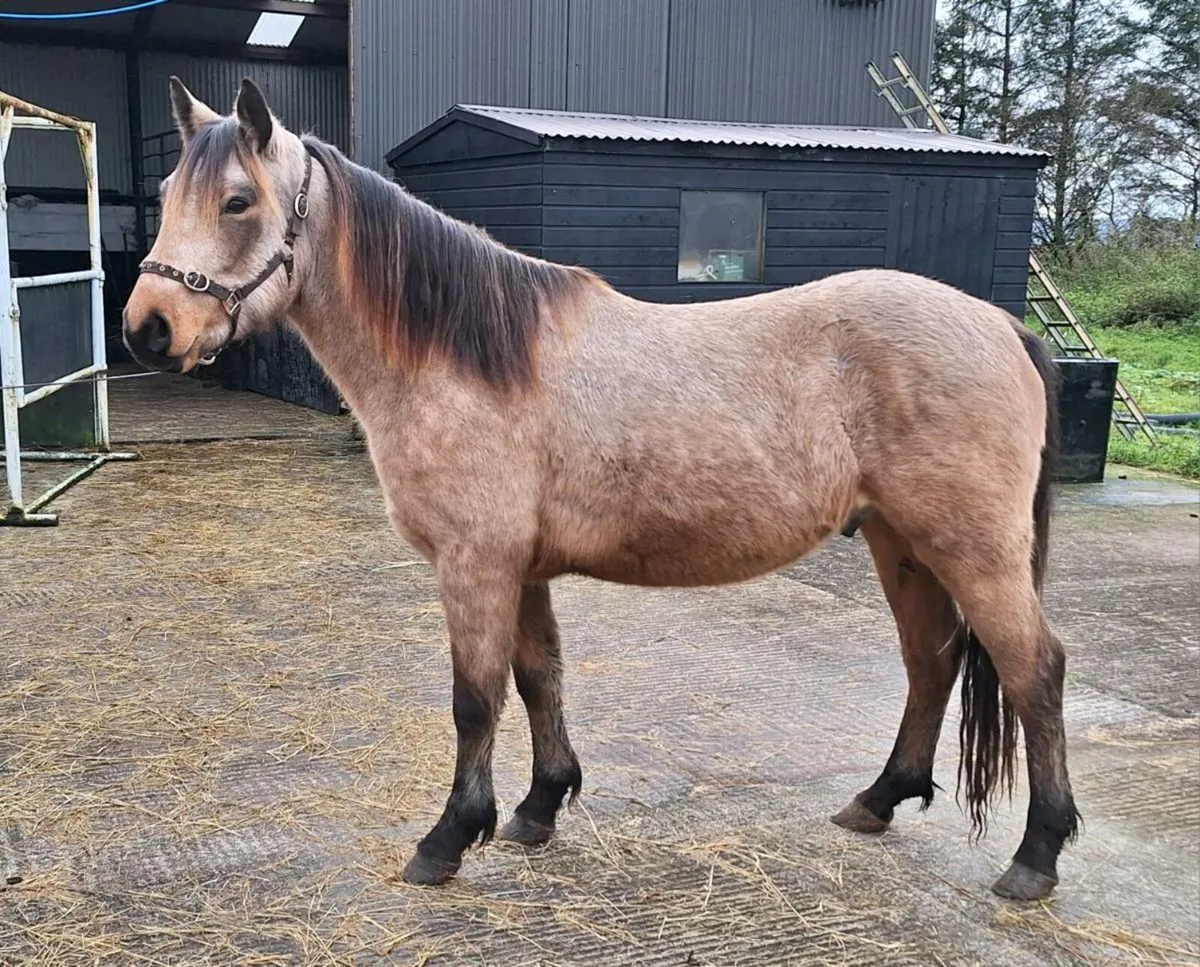 3yr old Dun Connemara - Image 1