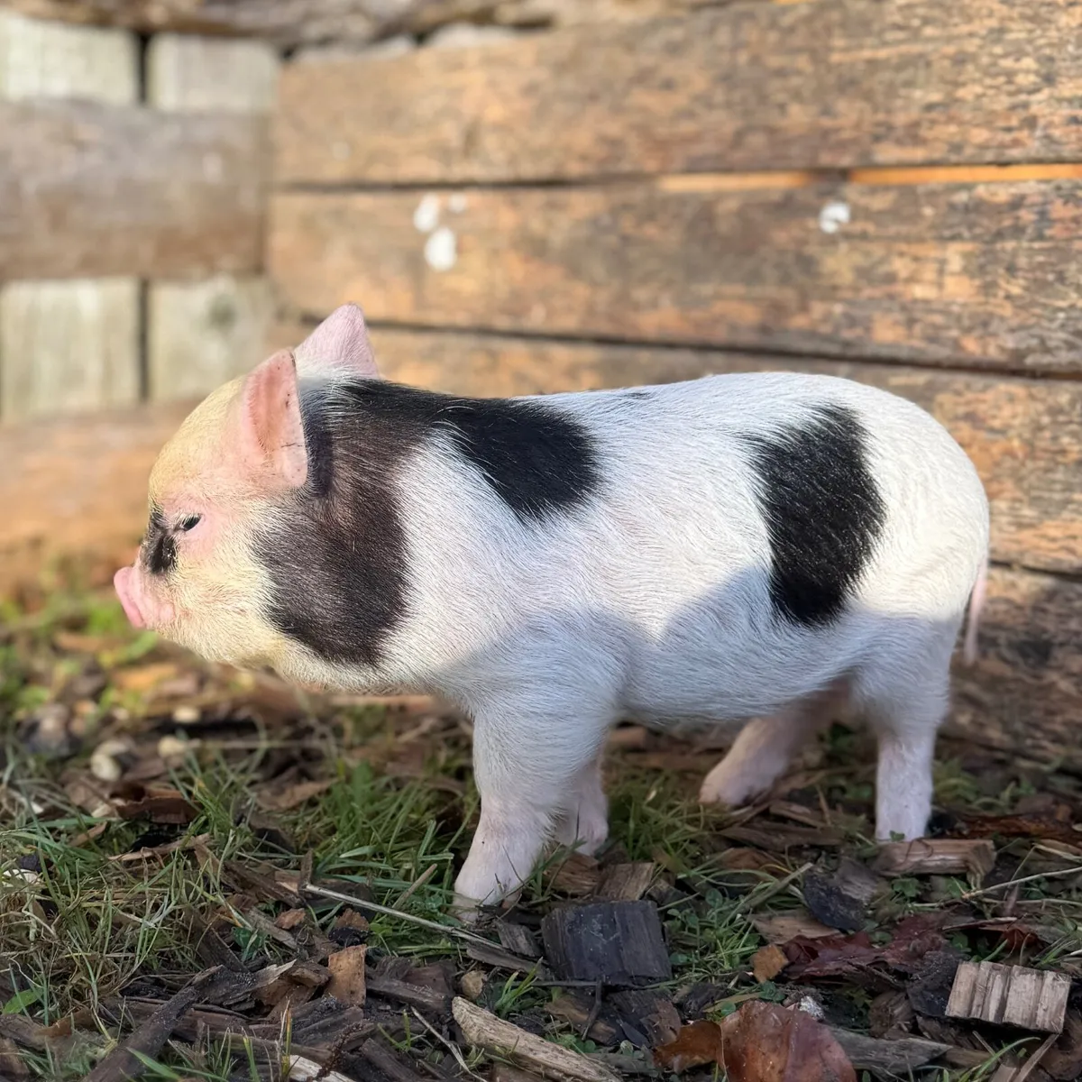 Mini Pigs - Image 4