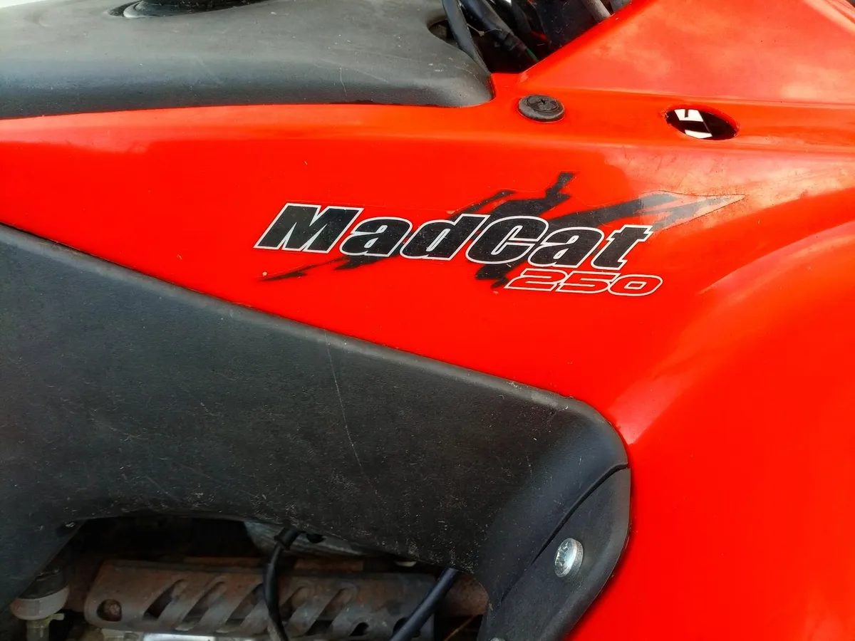Madcat 250 quad , offers - Image 2