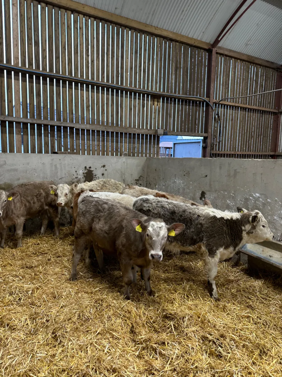 Charolais heifers - Image 1