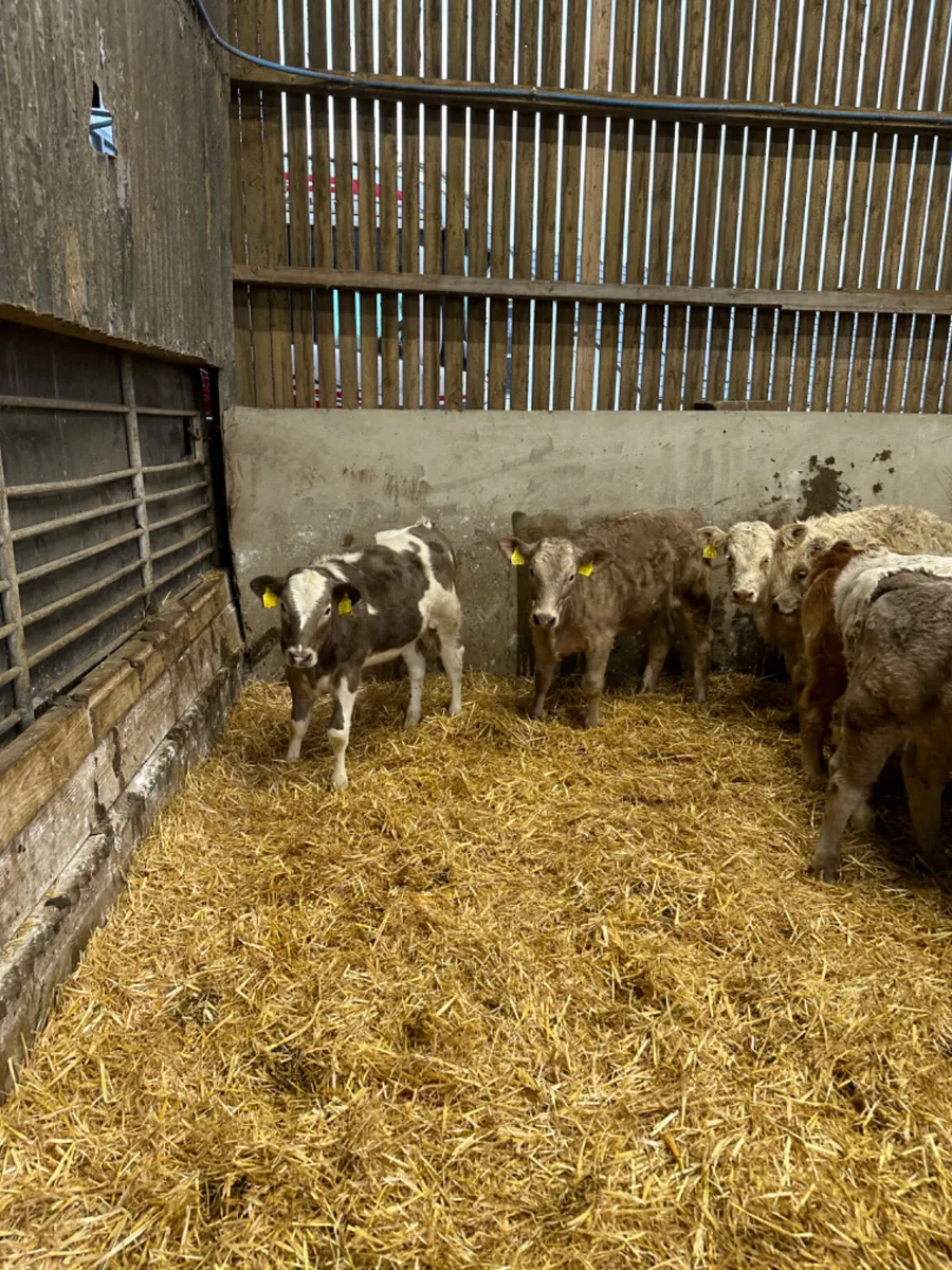Charolais heifers - Image 2