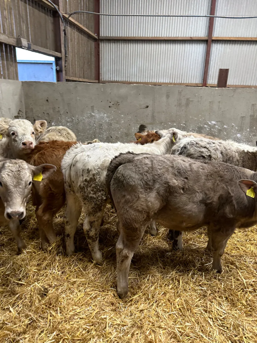 Charolais heifers - Image 4