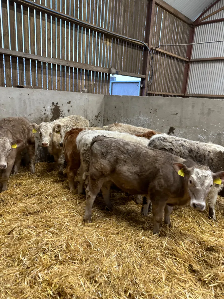 Charolais heifers - Image 3