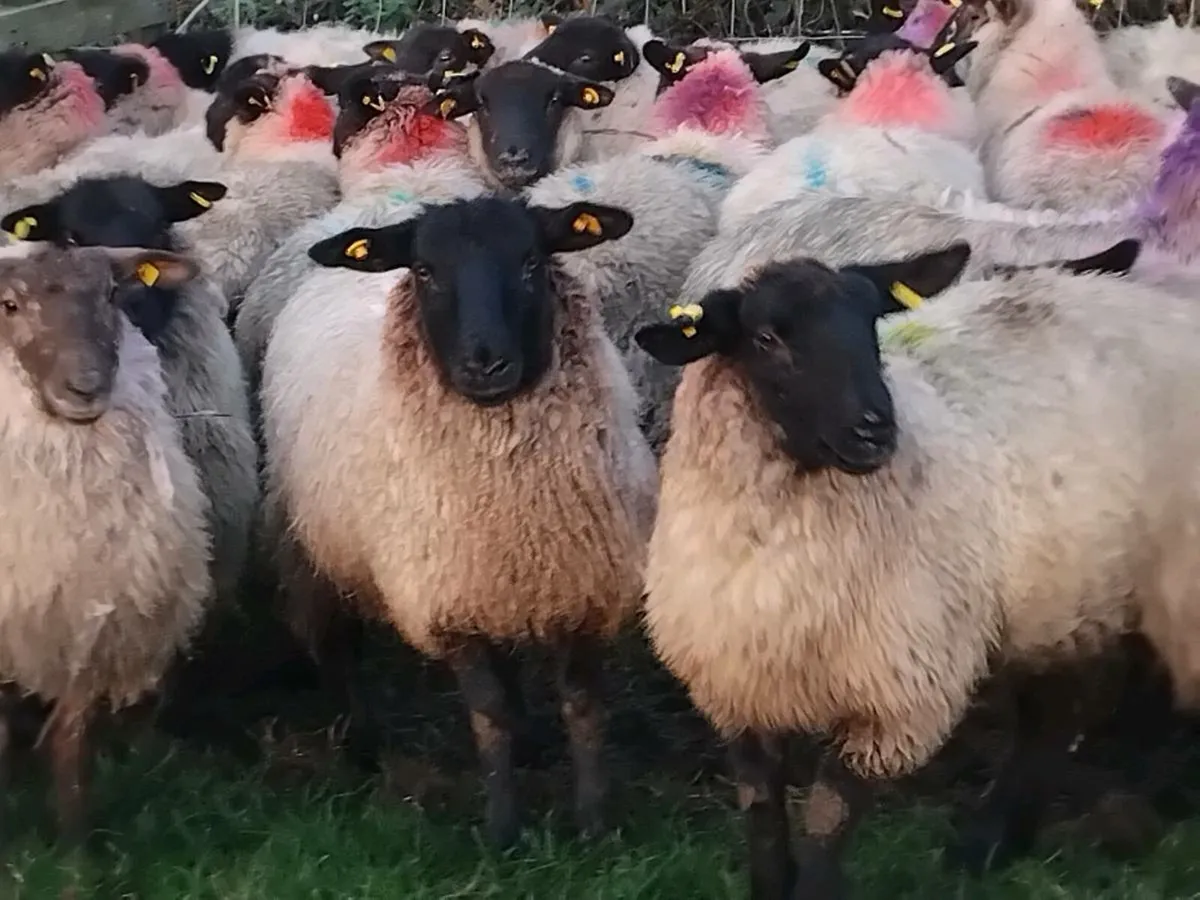 100 Super Suffolk Ewe Lamb's - Image 2