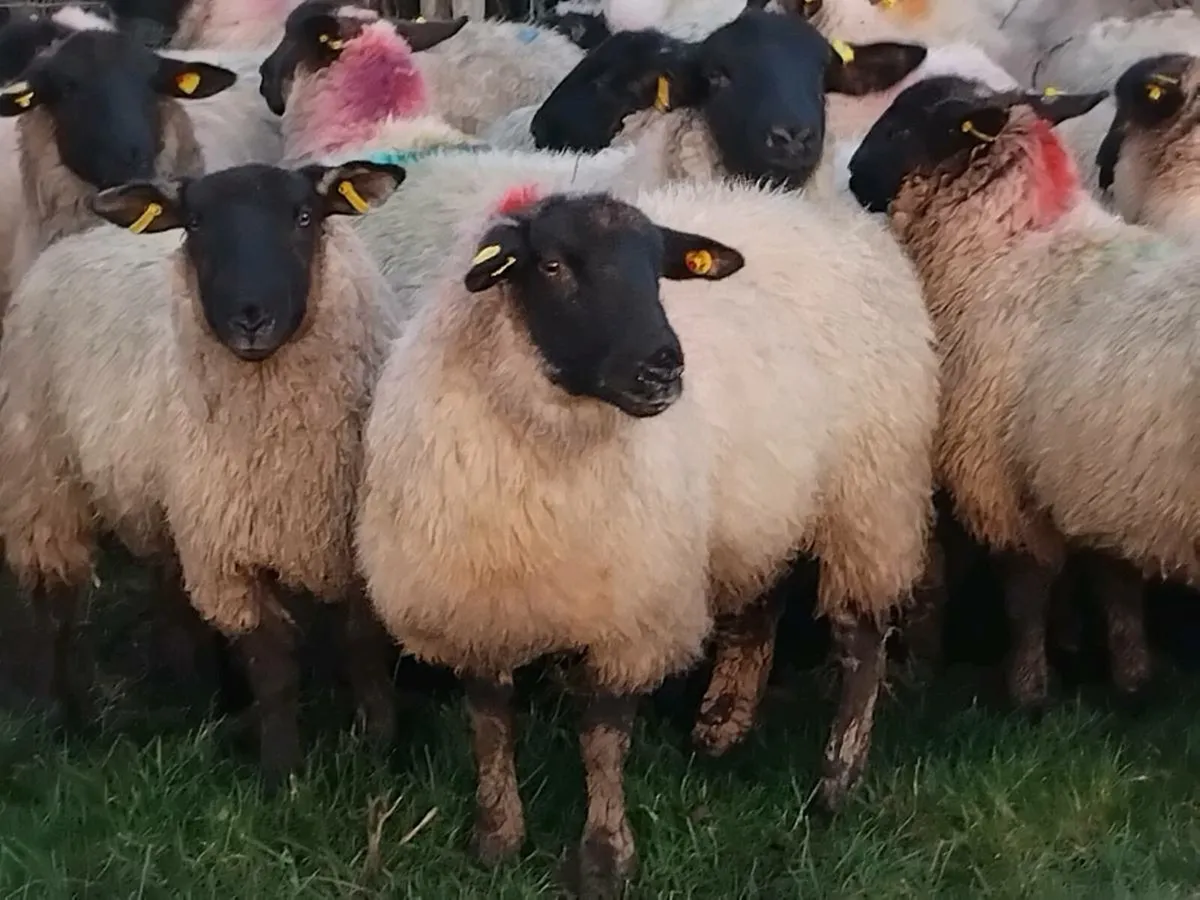 100 Super Suffolk Ewe Lamb's - Image 3