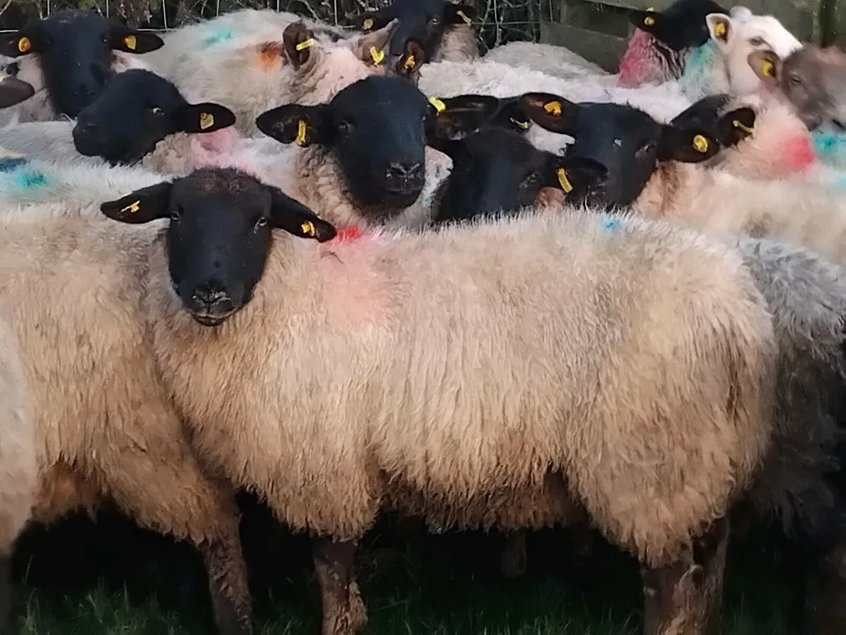 100 Super Suffolk Ewe Lamb's - Image 4