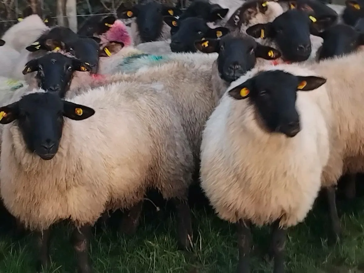 100 Super Suffolk Ewe Lamb's - Image 1