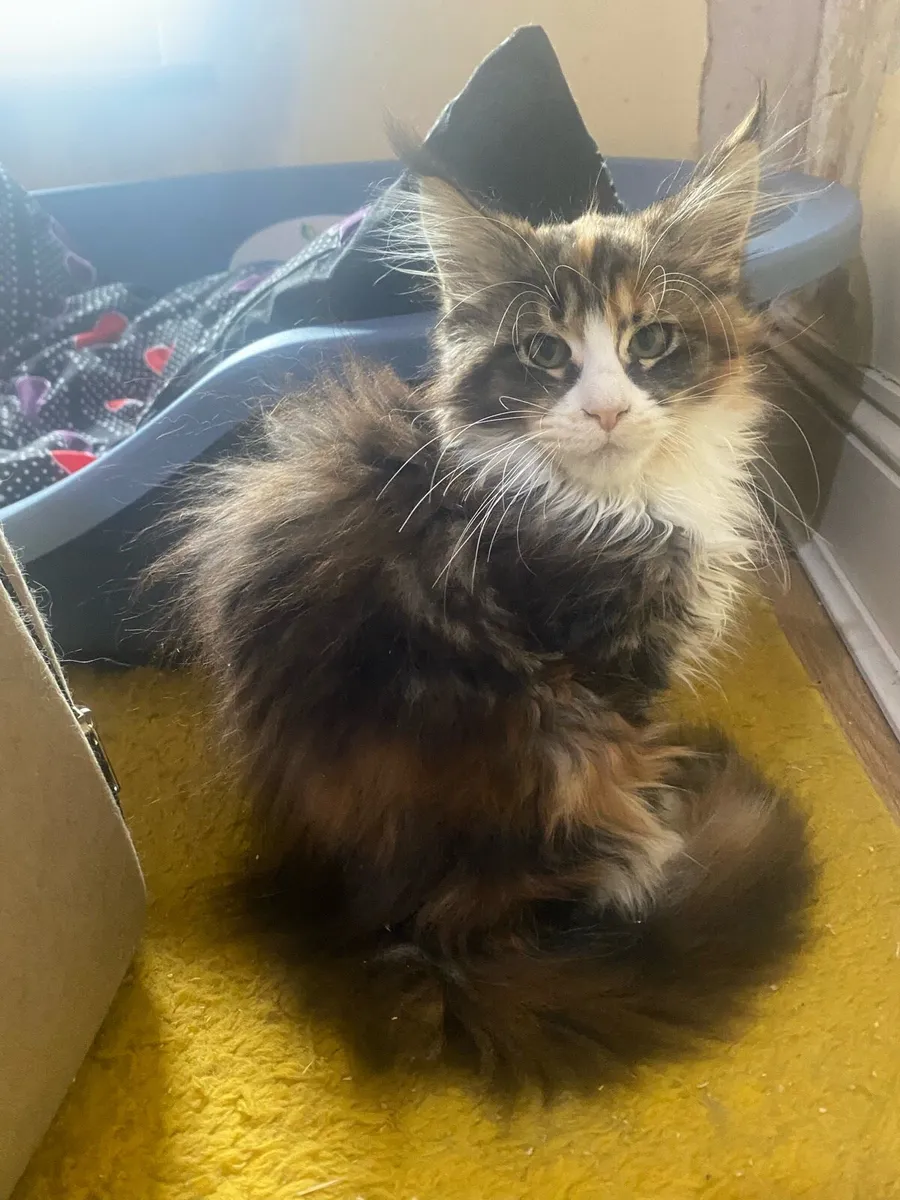 Maine Coon kittens Tica registered with pedigree - Image 4