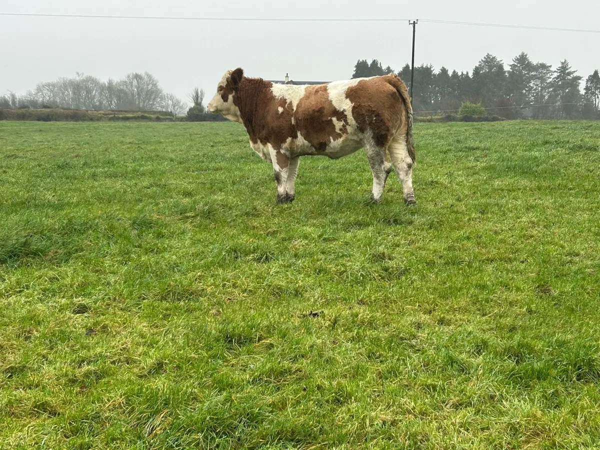 Balla Mart - Image 1