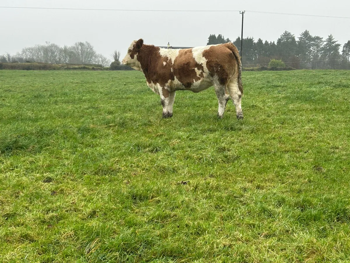 Balla Mart - Image 2