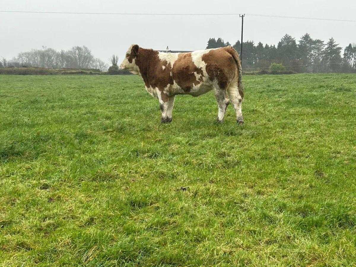 Balla Mart - Image 3