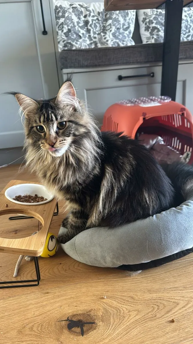 Maine Coon Cat (Female) 1 year old - Image 2